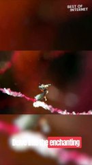 Secrets of the Deep: Night Dive Reveals Pygmy Seahorse's Mysterious World! || Best of Internet