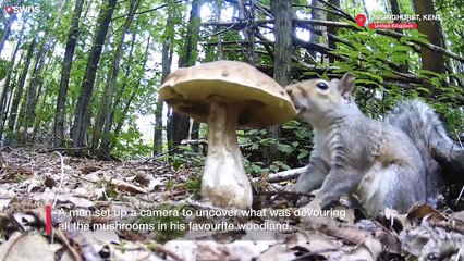 Squirrel gorges on big mushroom
