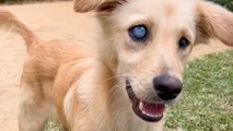 Family Raises £3K to Fly BLIND STRAY PUPPY to the UK From Mauritius