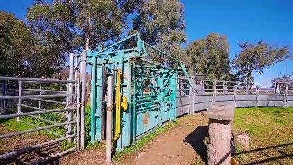 The Grove, Trunkey Creek, NSW | August 21, 2023 | Farmonline
