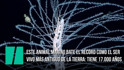 Este animal marino bate el récord como el ser vivo más antiguo de la tierra: tiene 17.000 años