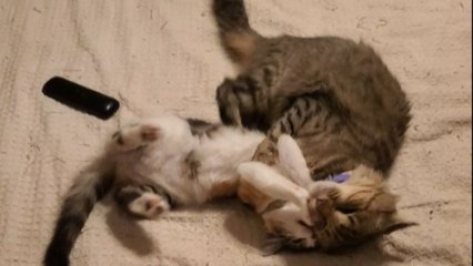 1 y/o cat hilariously thrown off bed after interrupting her pals' snuggling sesh