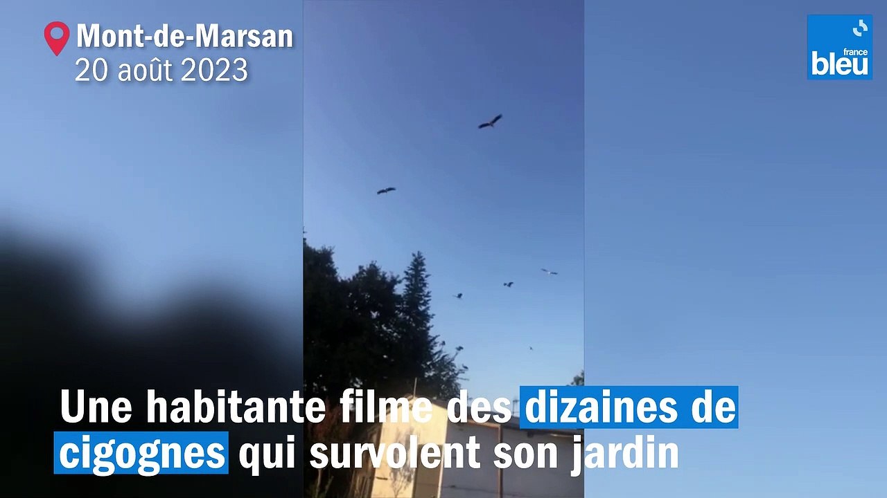 Des dizaines de cigognes au-dessus d'un jardin de Mont-de-Marsan, dans les Landes.