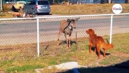 Ciervo se acerca al golden y lo mira fijamente al día siguiente sucede algo extraordinario (Vídeo)