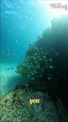 Enchanting Fishes and Dazzling Mermaid: Australia's Underwater Wonderland! || Best of Internet