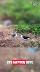 Seductive Dance of Love: Blue-Footed Boobies' Unique Mating Ritual || Best of Internet