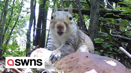 Wildlife camera captures tiny squirrel gorging on large mushroom