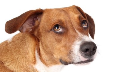 Dank der Öffentlichkeit: Veterinäramt rettet Hund vor brutalem Halter