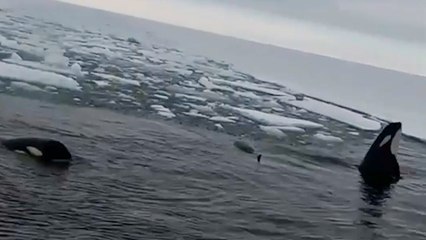 Underwater Footage Captures ‘Orchestra’ of Orcas SINGING TOGETHER