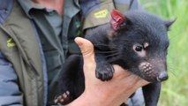 Tasmanian Devil Joeys Undergo First Health Checks