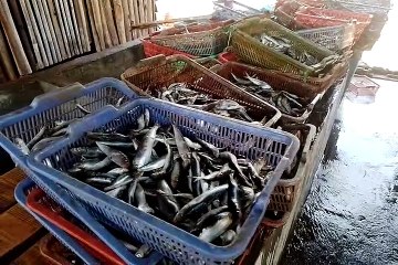 Pengolahan Ikan Asin