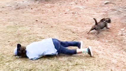 Funniest Animal Compilation 2023! Fails and Funny Moments