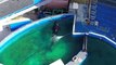 Footage taken by an activist of 'Lolita' the orca's controversial living conditions