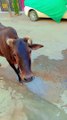 Funny Cow Video, Cow Sound, Cow Eating #cowlovers #viral #viralshorts