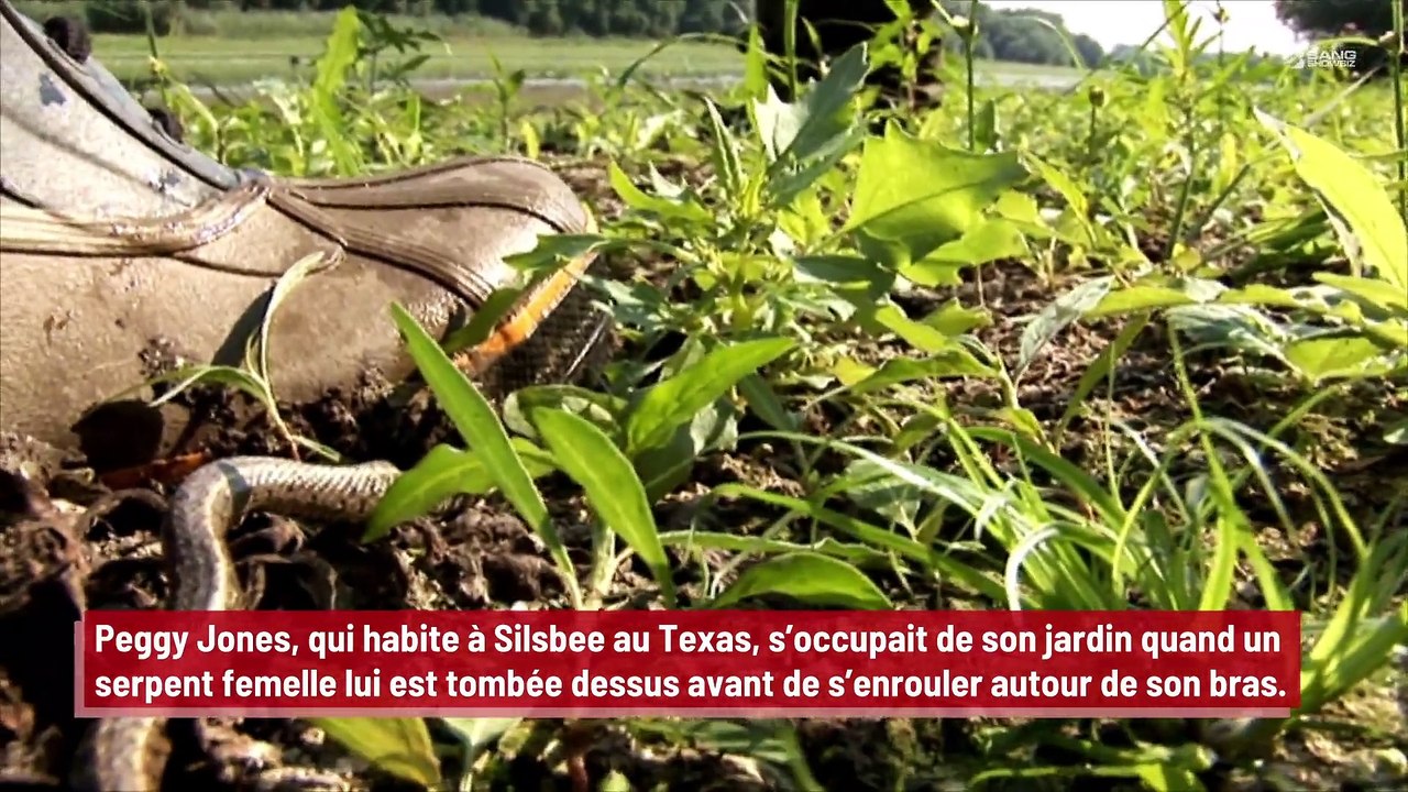 Une femme est attaquée simultanément par un serpent et un faucon !