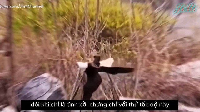 Vua Tốc Độ CHim Cắt Đối Mặt Đại Bàng Dũng Mãnh - Chim Cắt Liệu Có Chút Cơ Hội Nào
