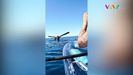 LANGKA! Penampakan Paus 'Berdiri' dengan Kepala di Bawah Air