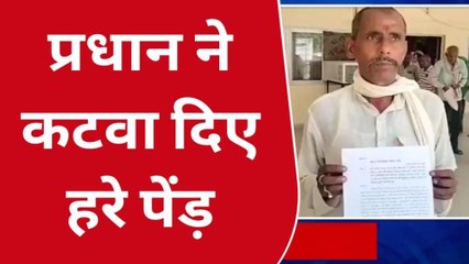 बांदा: प्रधान द्वारा हरे पेड़ों को कटवा देने का आरोप, डीएम से की ग्रामीण ने शिकायत