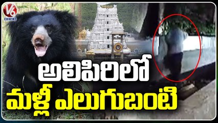 Wild Bear Spotted At Alipiri Walkway In Tirumala _ V6 News