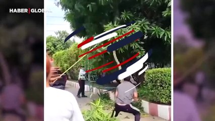 Dev pitonu ağaçtan çeke çeke indirdi!