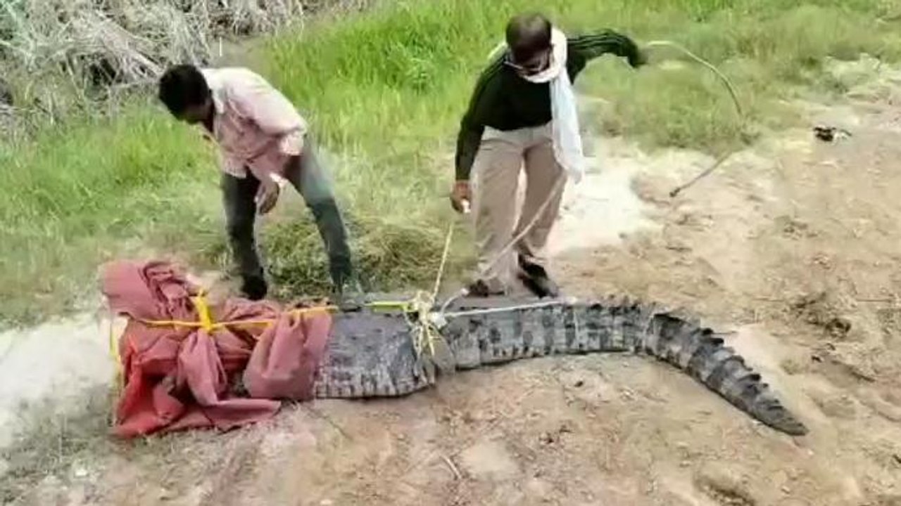 कोटा: तालाब से निकलकर सड़क पर आया इतना बड़ा मगरमच्छ, देखें फिर क्या हुआ