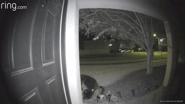 Huge alligator skulking outside Florida home captured on doorbell camera