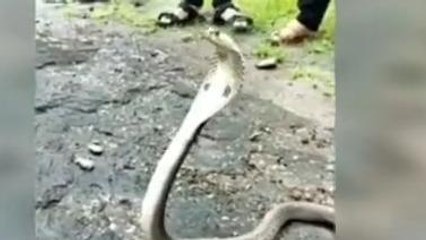 जहरीले "कोबरा" संग जन्मदिन मनाते दिखें युवक, वीडियो हुआ वायरल