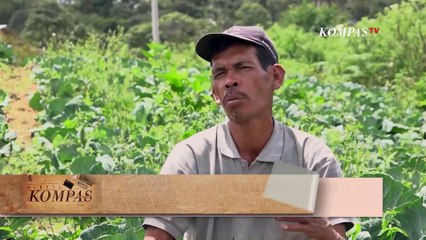 Inilah Cerita Petani Food Estate, Ikut Program Lumbung Pangan Malah Rugi | BERKAS KOMPAS