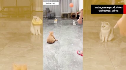 Vídeo hilário: vôlei entre gatos termina em pequena tragédia