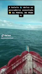 Vídeo com baleia saltando próximo à canoa no Pontal do Peba viraliza