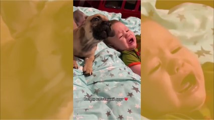 Vídeo hilário: cãozinho solidário não deixa bebê humano chorar sozinho