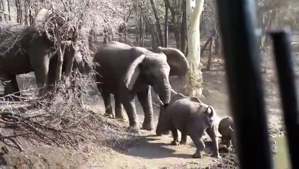 Intense Standoff Between Angry Elephant And Mother Rhino
