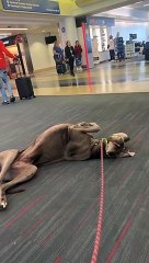 Homem compra três assentos para viajar com cachorro em avião