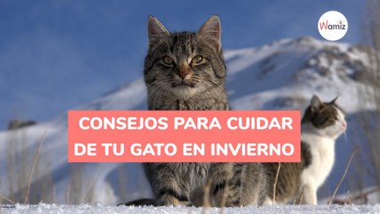 Consejos para cuidar de tu gato en invierno