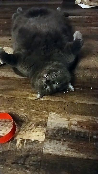 Big Kitty dort avec un œil ouvert