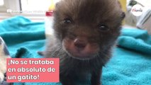 Hombre encuentra un gatito ¡en el refugio de animales se llevan las manos a la cabeza con horror!