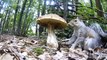 Wildlife camera catches squirrel devouring large mushroom in Sissinghurst woodland