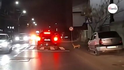 Ven a un perrito parado en la calle su comportamiento hace reír a millones de personas (Vídeo)