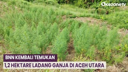 BNN Kembali Temukan 1,2 Hektare Ladang Ganja di Aceh Utara, 5 Ton Ganja Dimusnahkan