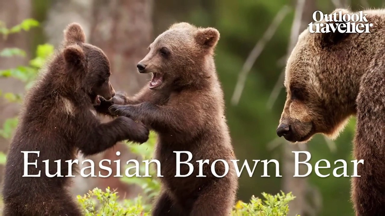 Wildlife Trail at Hemis National Park