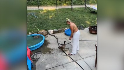 Ördeğin oyunu izleyenleri güldürdü