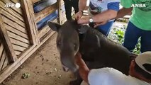 Il Nicaragua rilascia sette tapiri in natura per la riproduzione