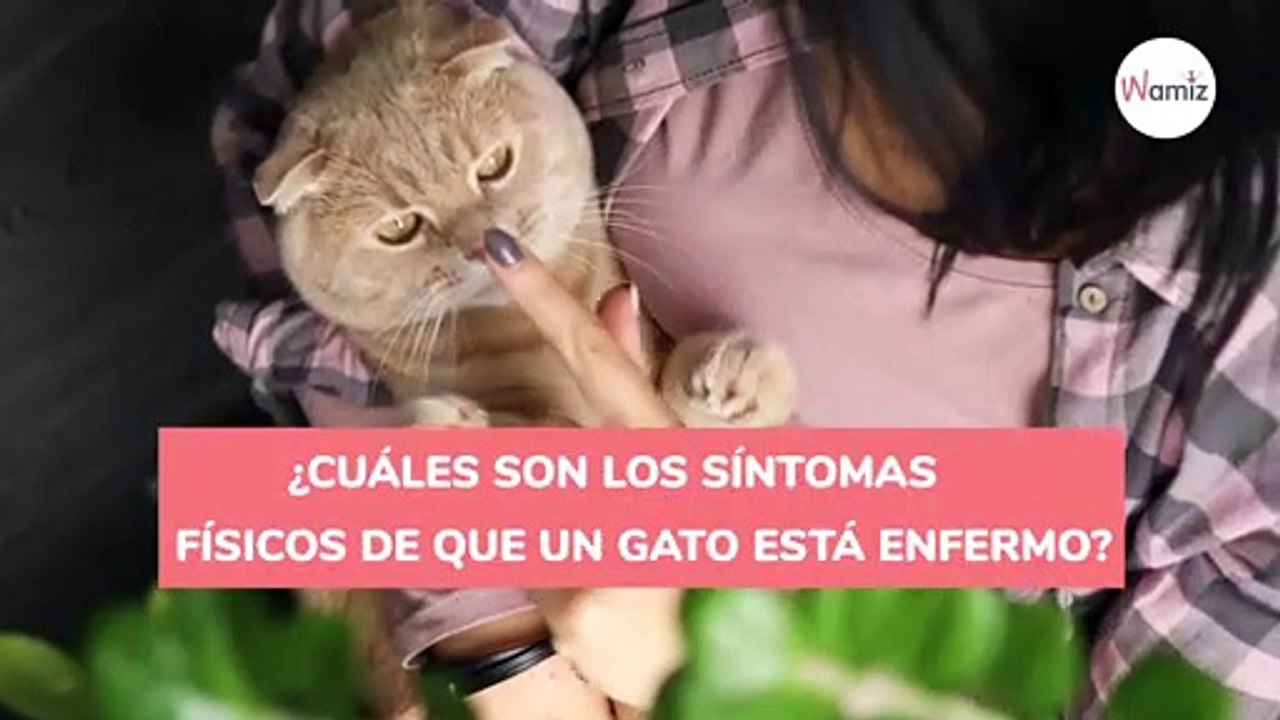 ¿Cuáles son los síntomas físicos de que un gato está enfermo-index
