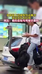 小女孩一邊騎鴕鳥一邊看書。A girl rides an ostrich while reading a book.