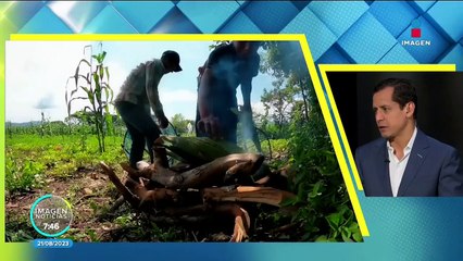 Disputa por el maíz transgénico: Ganadores, perdedores y riesgos