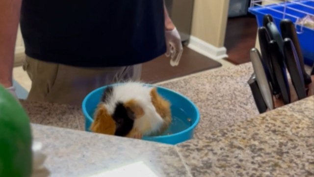 Dad bathing pet guinea pig almost throws up from its smell *Hilarious Reaction*