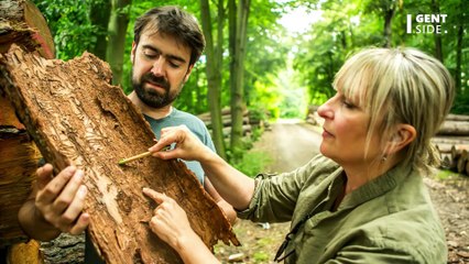 Un scarabée doté d'un pénis "unique et très grand" découvert par des scientifiques