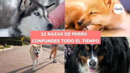 12 razas de perro confundes todo el tiempo