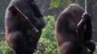 Ce couple de gorilles se dispute comme un vrai petit couple de jeunes mariés