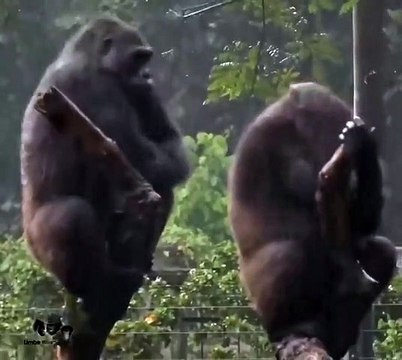 Ce couple de gorilles se dispute comme un vrai petit couple de jeunes mariés